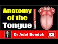 Anatomy of the Tongue, Dr Adel Bondok