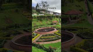 Ooty Rose Garden