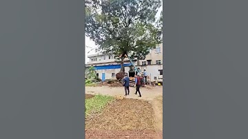 Tree Relocation: Workers Carefully Dig Up the Roots with Machinery