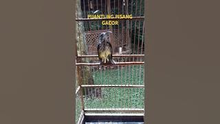 Ampuh !!! Pancingan Pijantung Pisang Agar Bunyi