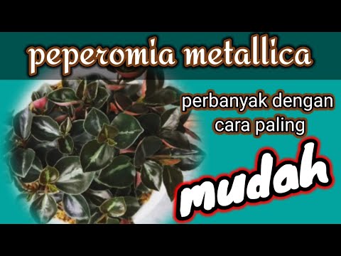 Video: Peperomia Berdaun Tumpul