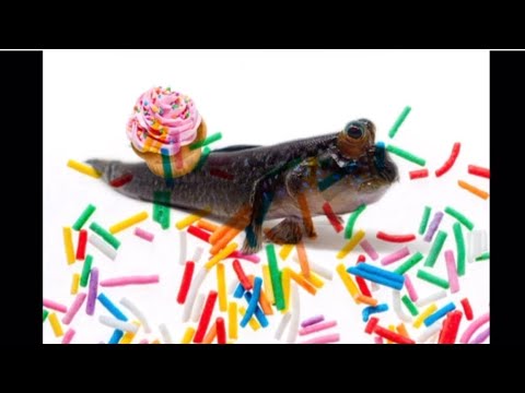 I love sprinkles ATM Jingle Full song