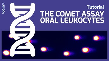 The Comet Assay on Oral Leukocytes // Protocol Tutorial