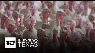Thanksgiving dinner costs climb as turkey supply drops and inflation lingers