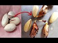 Grow pistachio tree from seed  grocery pistachio  beauty with gardening