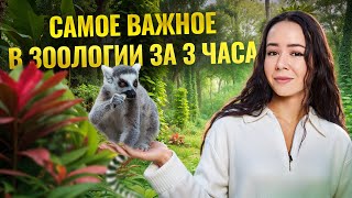 Вся зоология (строение животных)  для ЕГЭ 2025 за 3 часа | Умскул