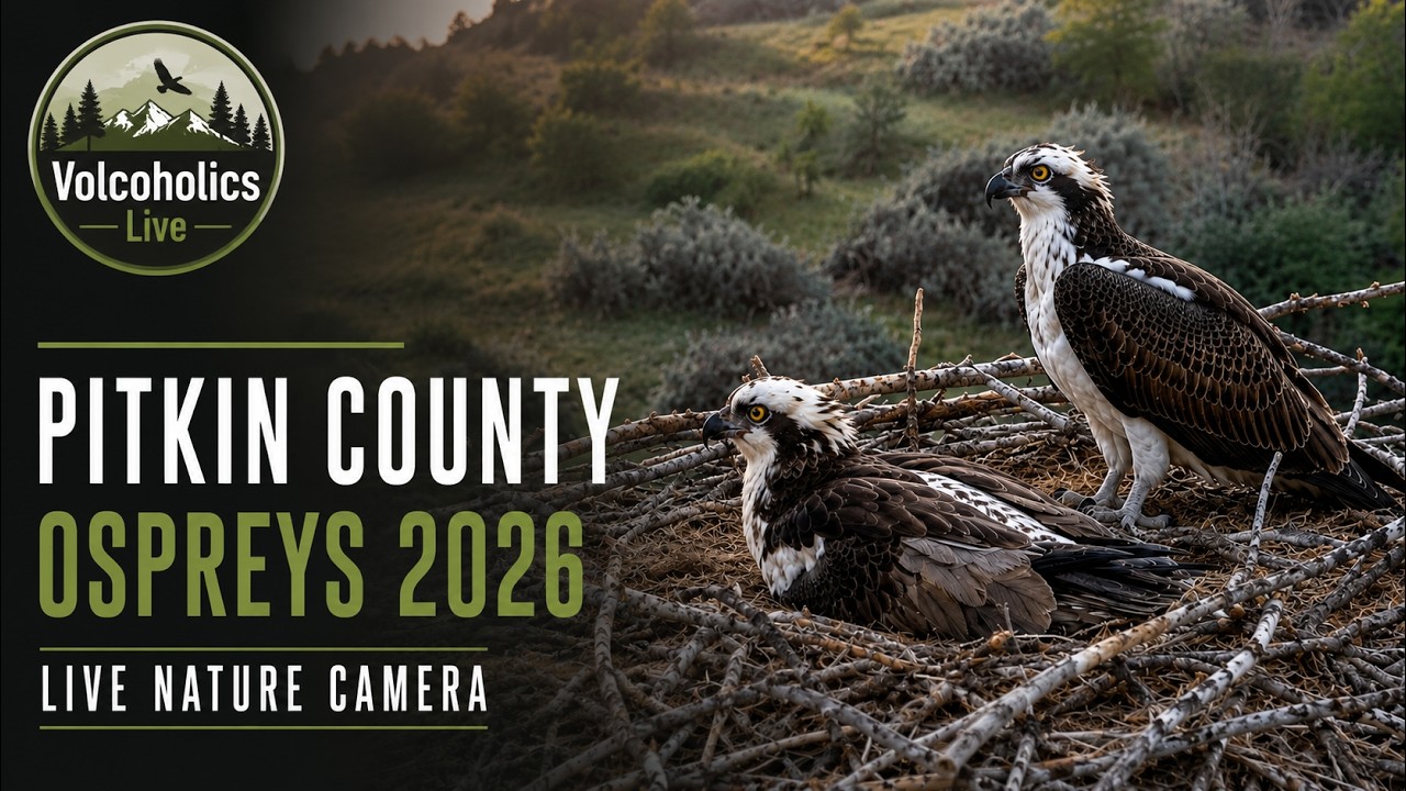 🔴 LIVE: Pitkin County Ospreys 2026 | Nest Cam – Our 3rd Year Tracking These Incredible Birds