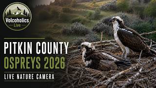 🔴 LIVE: Pitkin County Ospreys 2026 | Nest Cam – Our 3rd Year Tracking These Incredible Birds