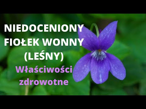 Wideo: Pachnący Fiołek - Uprawa I Zastosowanie Lecznicze