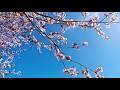 ふたり雨/水森かおり(中日 字幕 )