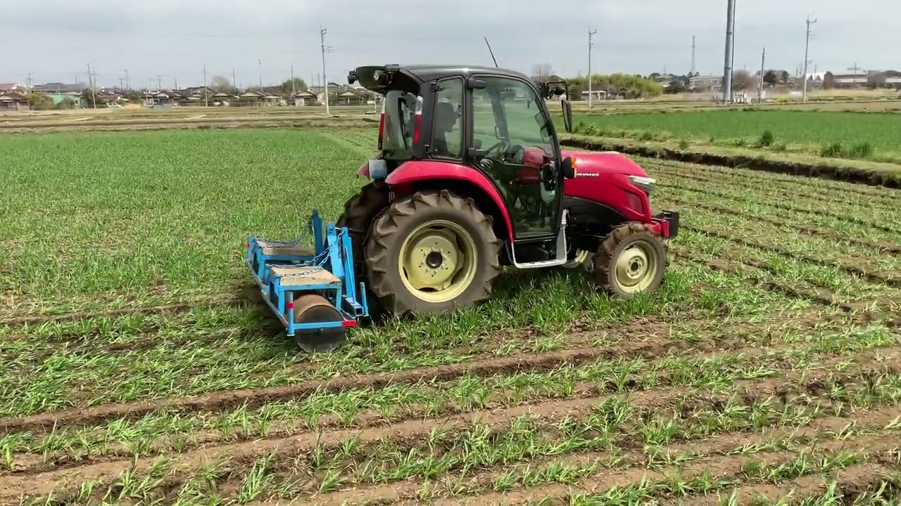 麦踏み（むぎふみ）／阿見町の農作業風景 #茨城県 #阿見町 #美浦村