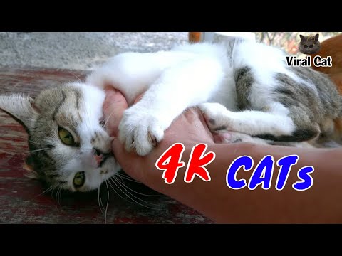 Funny Cats And Kittens Life 4K Quality Video Episode 1 | Viral Cat