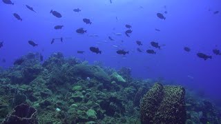 Roatan Marine Park by ONE HEALTH PRODUCTIONS 106 views 4 years ago 5 minutes, 25 seconds