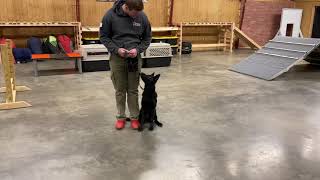 Black GSD Beauty 'Vinca' 5.5 Mo's Obedience Protection Trained Super Dog @ Protection Dog Sales by Protection Dog Sales 280 views 1 day ago 2 minutes, 27 seconds