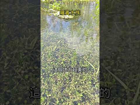 原生態的環境水質超透，滿滿都是水草