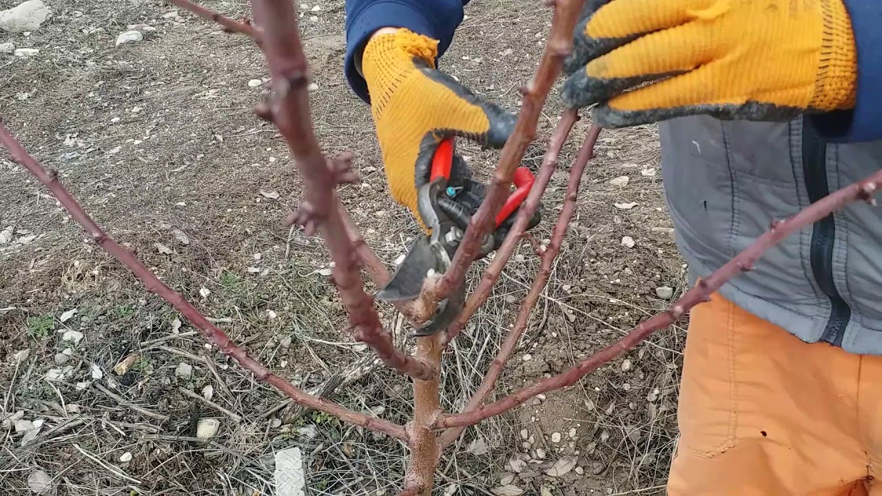 Badem ağacı budama 1