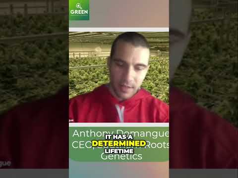 Autoflower Seeds Vs Photoperiod