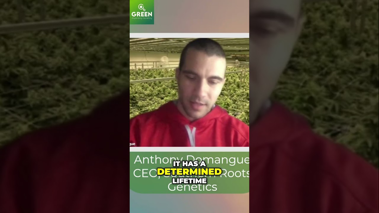 Autoflower vs. Photoperiod: Which Grow is Right For YOU?