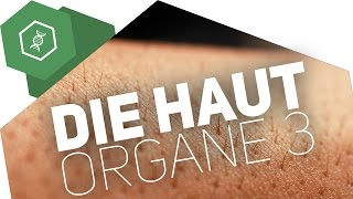 Die Haut – Organe des Menschen