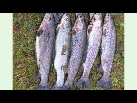 TROUT FISHING at St.Louis Ponds!!! The COMPLETE Guide to TACKLES