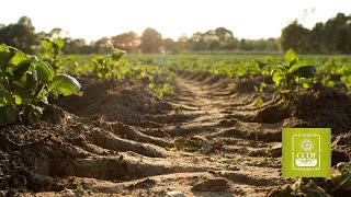 Accessing Crop Insurance for Organic and Diversified Farms — CCOF Foundation Webinar