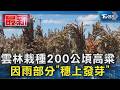 雲林栽種200公頃高粱 因雨部分「穗上發芽」｜TVBS新聞 @TVBSNEWS01