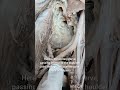 #Axillary nerve. First I pulled the radial nerve and the musculocutaneus nerve infermeially.