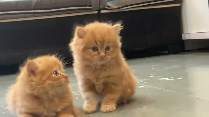 Watch the video about Persian Kittens in Pune Pcmc Maharashtra India -9145055522 #persian #cat #catpune #kittenpune #pune