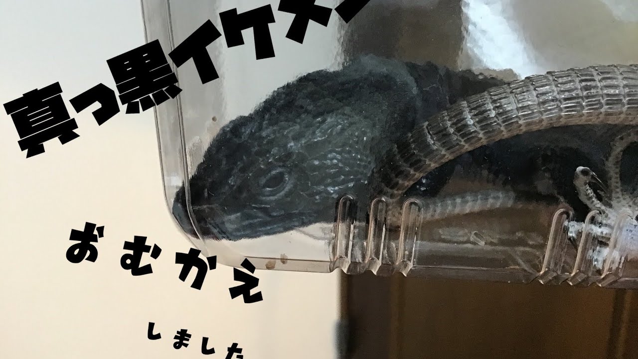 漆黒のトカゲお迎えしました。