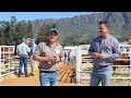 PJ Budler & Tinus Havinga on South African Limousin Genetics | Larone Auction Insights