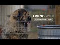 ALL ABOUT LIVING WITH TIBETAN MASTIFFS