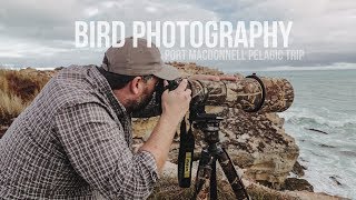 BIRD PHOTOGRAPHY - PORT MACDONNELL PELAGIC  TRIP in SOUTH AUSTRALIA