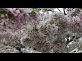 САКУРА И ДОЖДЬ - SAKURA AND RAIN