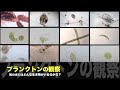 最高のコレクション ミジンコ 琵琶湖 プランクトン 267665