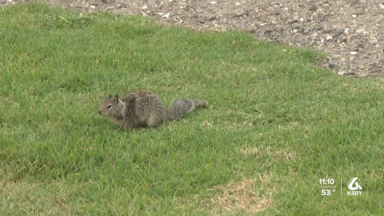 'They're destroying what's left': Squirrels damaging Pismo Beach bluffs, parks
