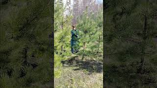 Гуляла где елочки🥰🥰🥰
