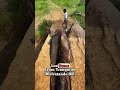 ¿Y Ahora? ¿Cómo Sacar Estos Toros del Arroyo? 😂