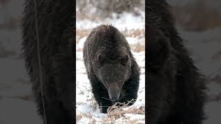 Grizzly Bear 610 &amp; 3 cubs/snow/Jackson/ Tetons/ Yellowstone #wildlife #shorts #grizzlybear  #best