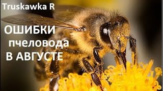 #Bees. The most probable mistakes in the middle of August. Right after the honeymoon. #TruskavkaR