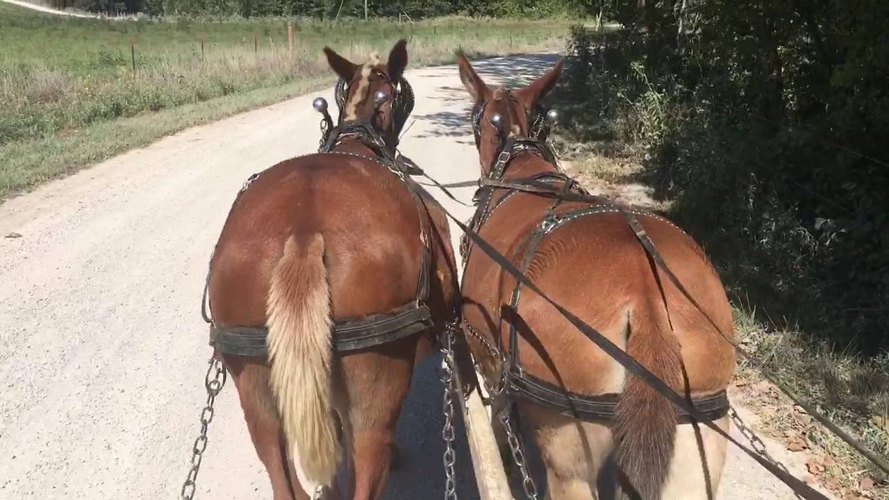 Draft mule team for sale. ride and drive YouTube