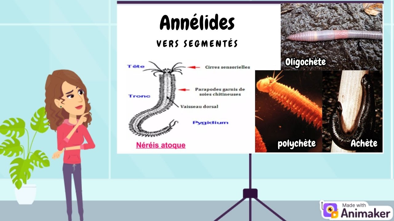 Zoologie : Les Annélides (Tout savoir sur les Vers Segmentés) - YouTube