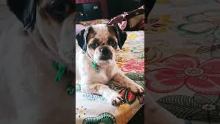 Home Dog Lover😂🐕🐶#jeeljijaga#eating trending voice😂