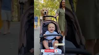 🐶💪 The Dog Who Pushes the Baby Stroller – Cutest Park Scene Ever! #FunnyDog #CuteAnimals #BabyAndDog