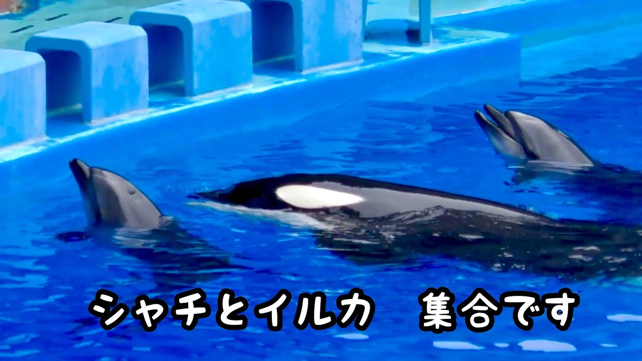 シャチ リン イルカ エール セナ トレーニング前に集合しています