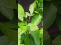 🌿बेलपत्र के पेड के नीचे दीपक जलाने का धार्मिक महत्व क्या है #viralvideo #love #facts #astrology