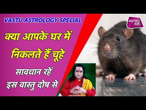 वीडियो: क्या हमारे पास यूके में छत के चूहे हैं?