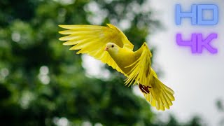 Birds of Many Colours  Video for People and Cats to Watch HD Quality 4K