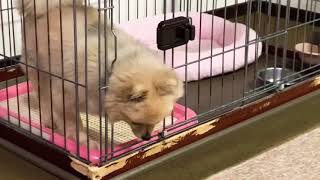 【必見】逆再生のような動きをする子犬