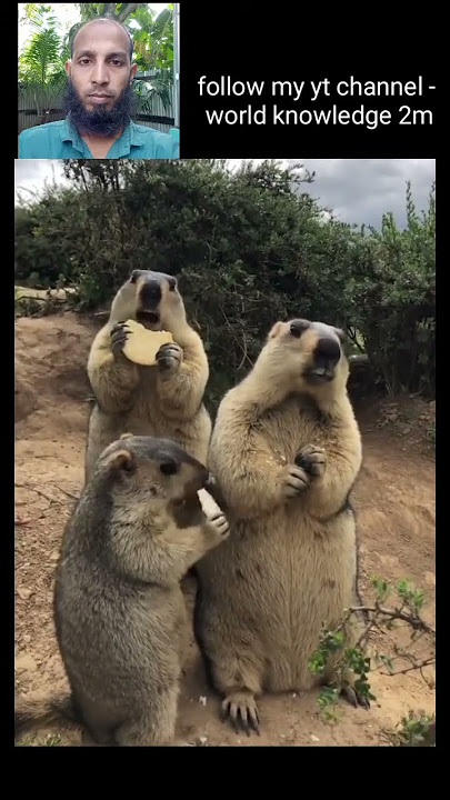 bobak Marmot