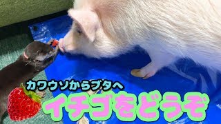 ミニブタに優しいカワウソが愛らしい The otter which is kind to a pig